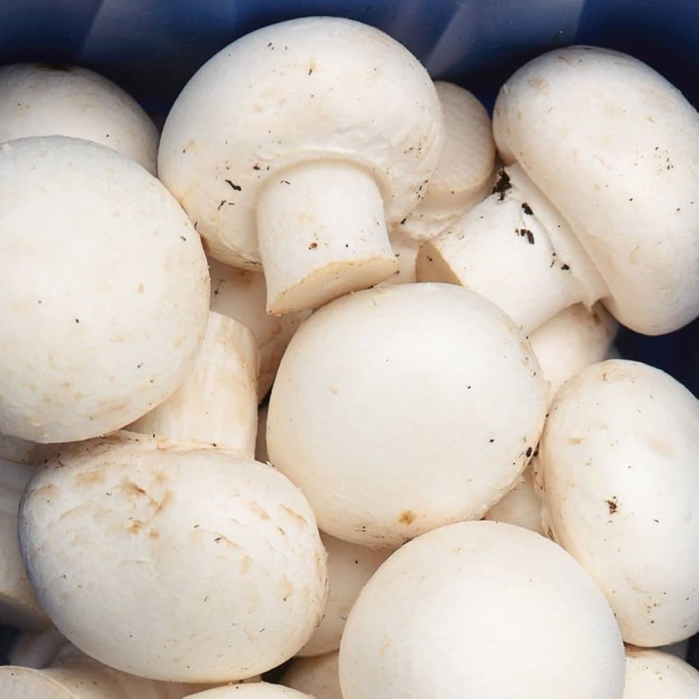 Mushroom Succulent Plant - for planting in home garden